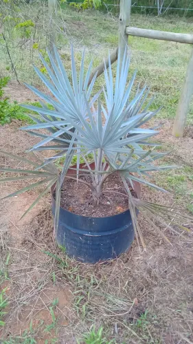 Palmeira azul 
