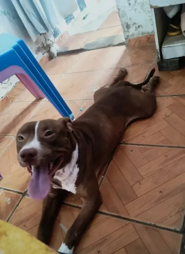 Doação: FÊMEA ABPT, MACHO MONSTER.