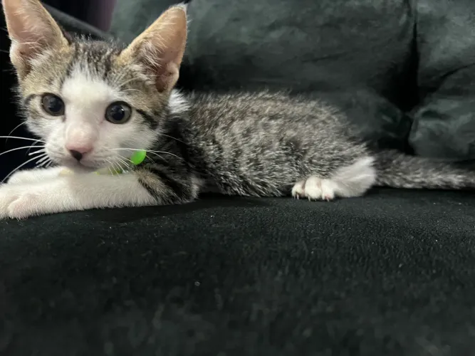 Gatos 
