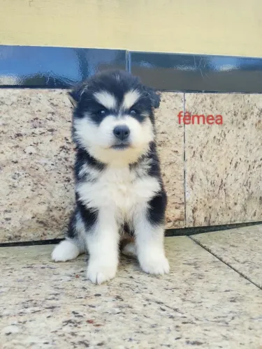 Filhote de husky siberiano para venda