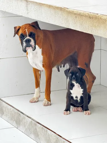 Filhote de boxer fêmea com pedigree