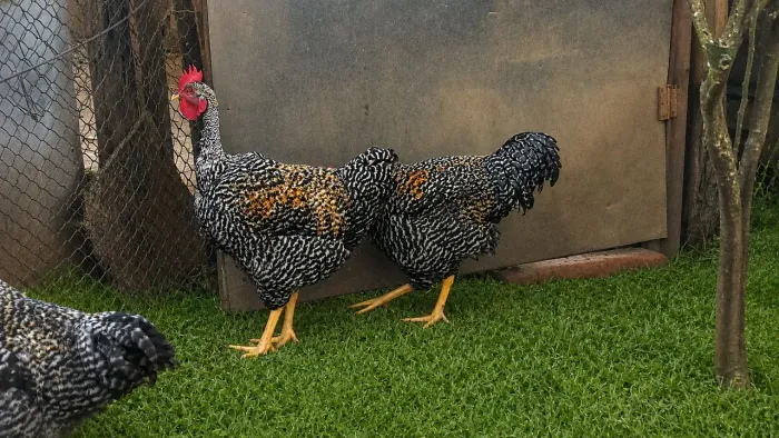 Galo carijó 