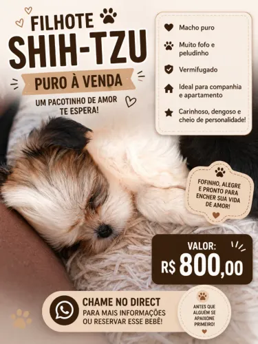 Shih-tzu preço tem conversa