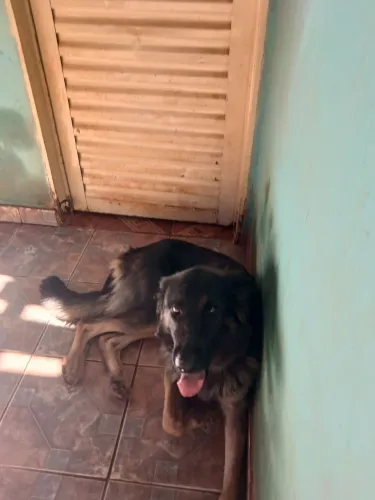 Cachorra fêmea 