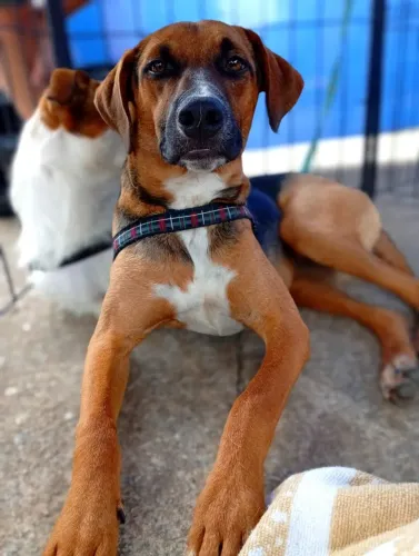 Doa se Chocolate , 7 meses, castrado, vacinado e vermifugado -Mooca SP