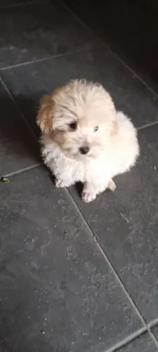 Filhote poodle micro macho 2.550