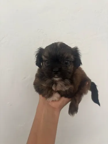 Shih tzu fêmea