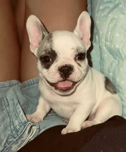 Buldog frances Filhote macho 