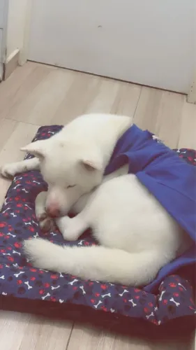 Doação Akita Inu (cachorro) em Sp