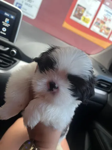 Shih-tzu com 62 dias vacinado