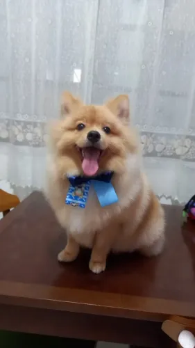 Spitz Alemão macho porte pequeno;vacinas importada todas em dia