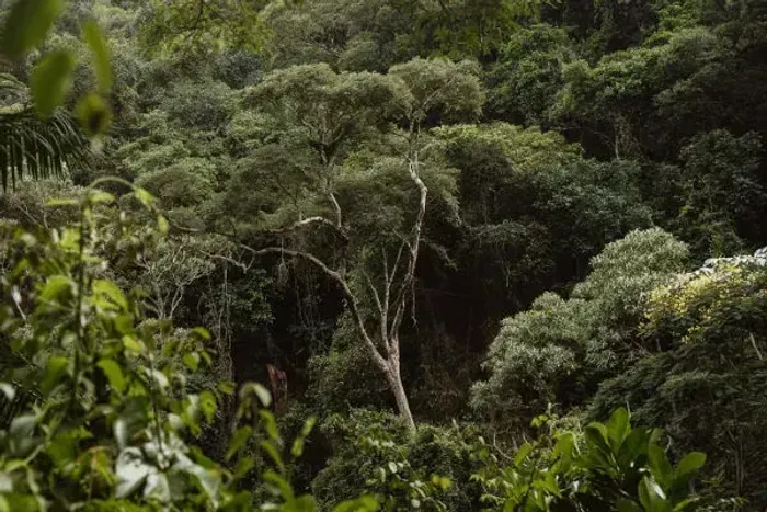 Fazenda de 1200 há de mata