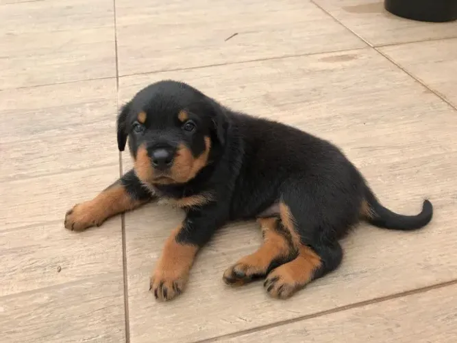 Rottweiler Amor que se revela na convivência diária