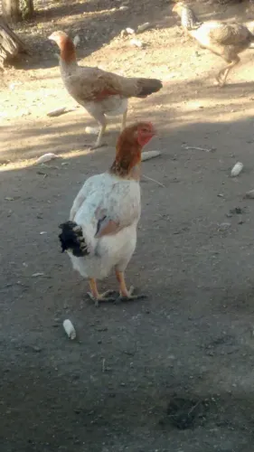 Frango caipira