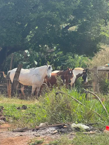 Vendo dois cavalos manga larga 