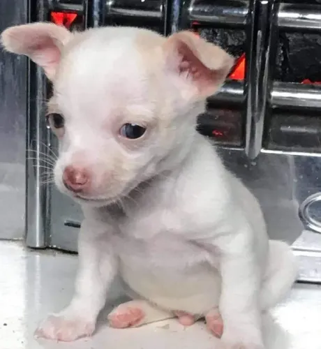 Disponível hoje! Filhotes de Chihuahua - Chame no WhatsApp para reservar.