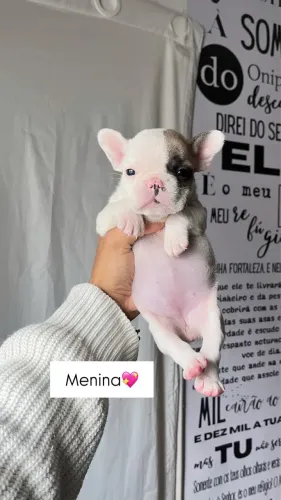 Buldogue Fêmea