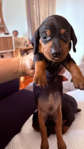 Vendo filhotes de Dachshund (salsichas)