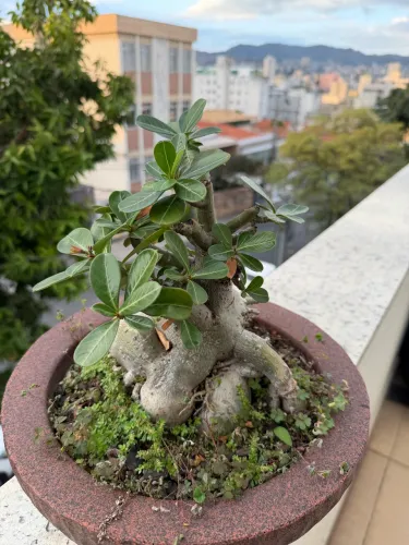 Rosa do deserto 