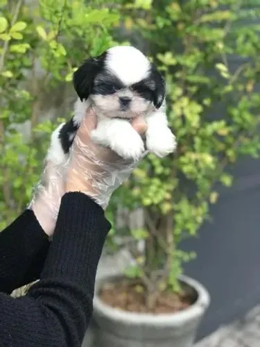 Shih Tzu: Fofura que Chega com Garantia