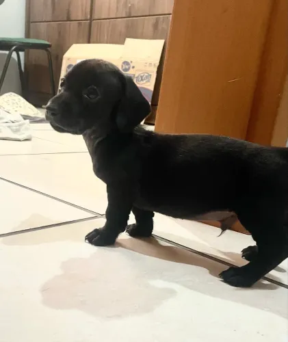 Dachshund total black macho ( Cofap, Teckel, Salsicha)