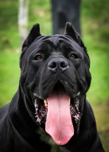 FILHOTES DE CANE CORSO