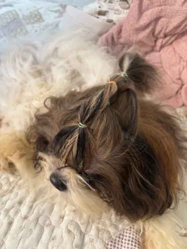 Vendo Shih tzu macho