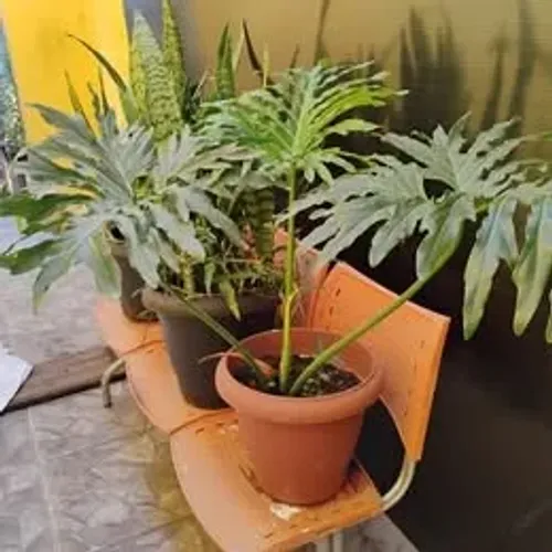 Vaso grande com Espada de São Jorge e outras plantas