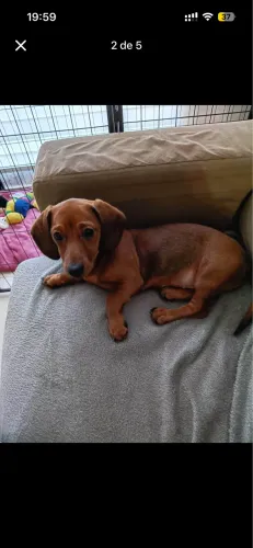 Salsicha Cachorro