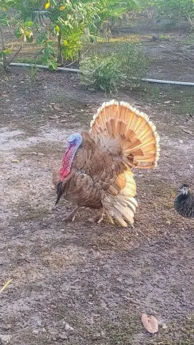 frangos