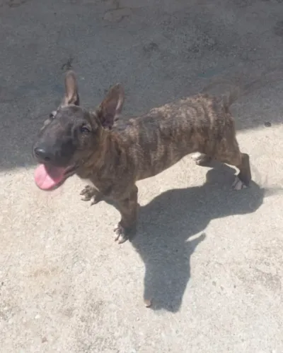 Bull terrier miniatura 