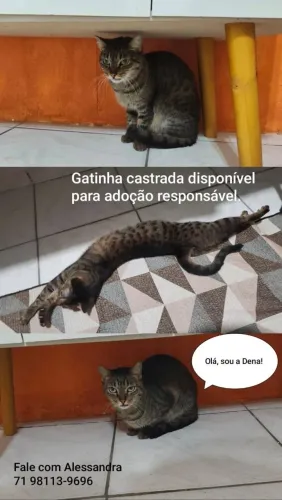 Gatos para adoção consciente