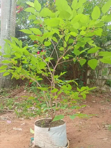 Pé de amora Miura ideal para viveiro de pássaros