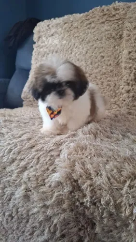 Shih Tzu O companheiro que você não sabia que estava procurando