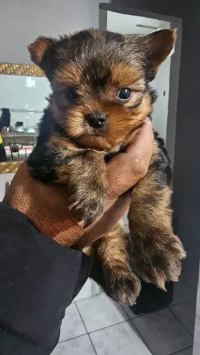 Filhotes de Yorkshire Mini
