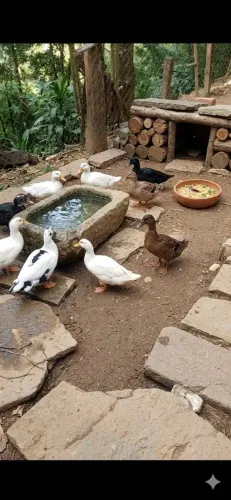 Lote de Patos, marrecos