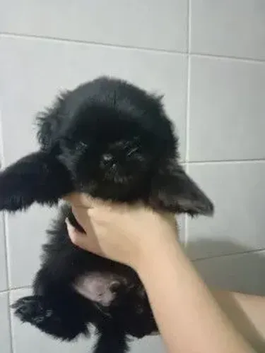 Filhotes de shih tzu machinhos