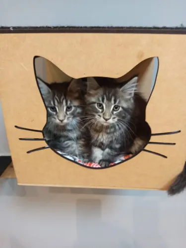 Lindos Filhotes da Raça Maine Coon