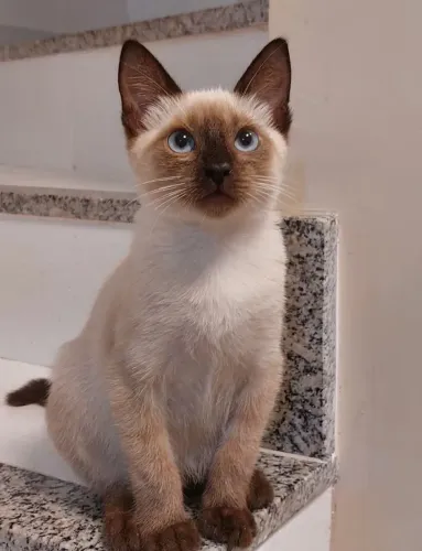 Gatinho Siamês Seal Point 60 dias Macho Lindão
