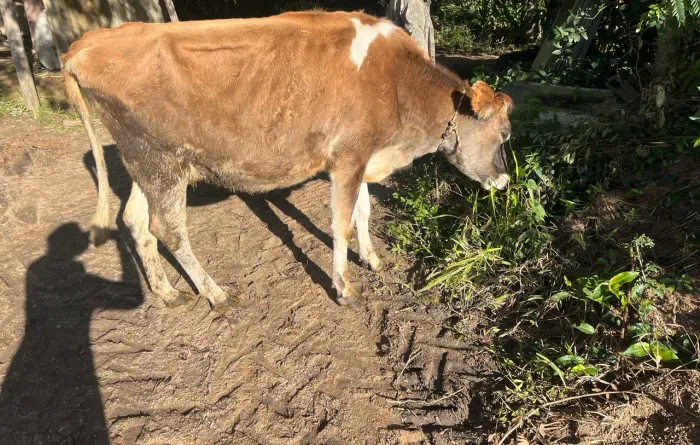 Vaca Jersey