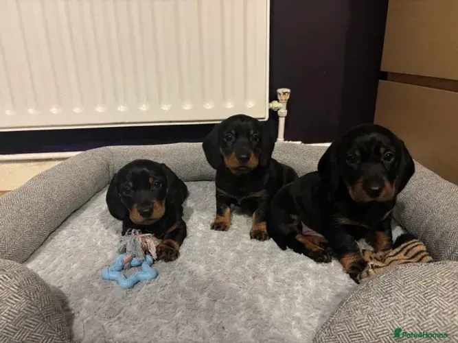Cofap Macho e Fêmea São Paulo Teckel/Dachshund/Salsicha/Salsichinha/Basset/Cofap Baby