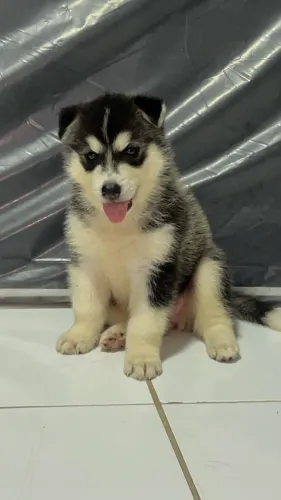 Filhotes de husky siberiano puro 