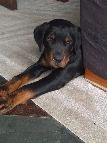  Cachorro 
