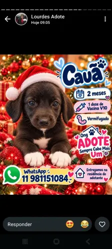 Adoção responsável