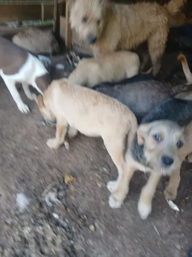 Doação de cachorros