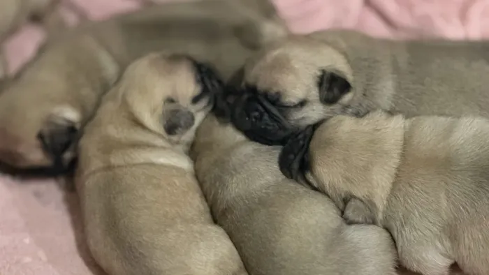 Filhotes de pug