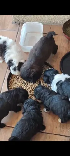Shitzu com lhasa fêmea