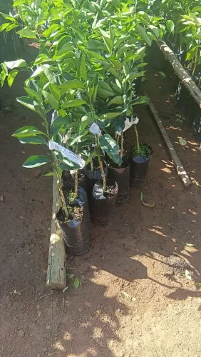 Mudas Ornamentais e Frutíferas