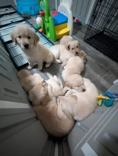 Filhotes de Golden Retriever | Carinho em sua melhor forma.