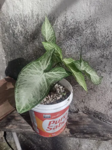 Planta singonio